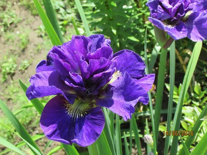 ✿Ирис сибирский `Double Standart` C3