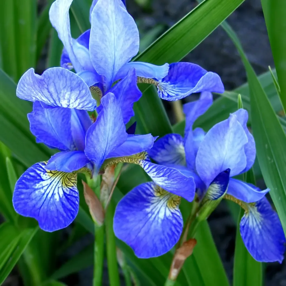 ✿Ирис сибирский `I See Stars` C3