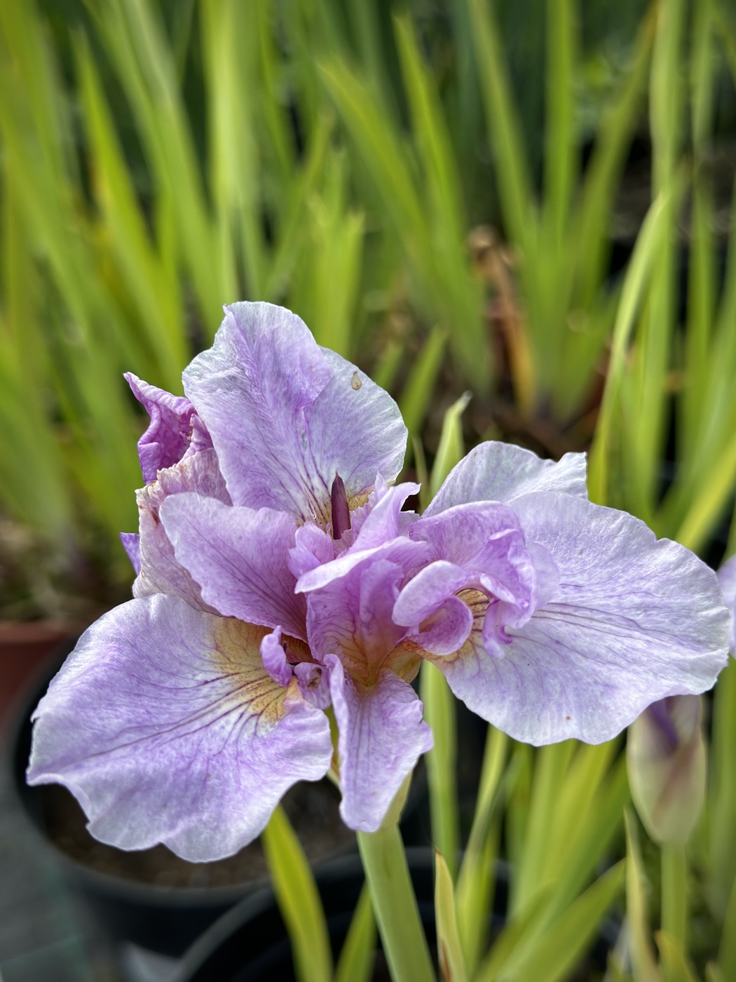 ✿Ирис сибирский `Snow Queen` C3