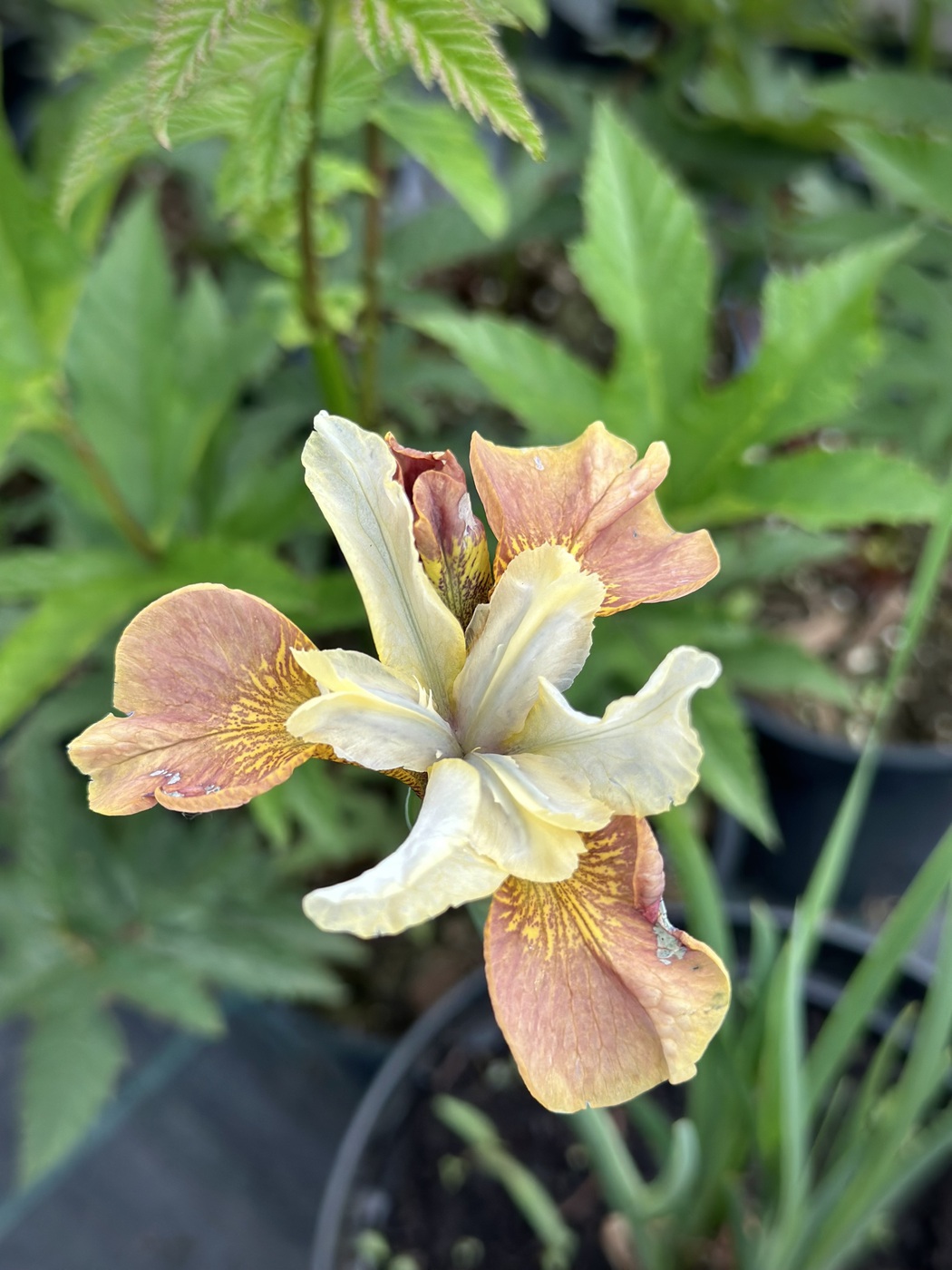 ✿Ирис сибирский `Peacock Butterfly Wynne Magnolia` C3