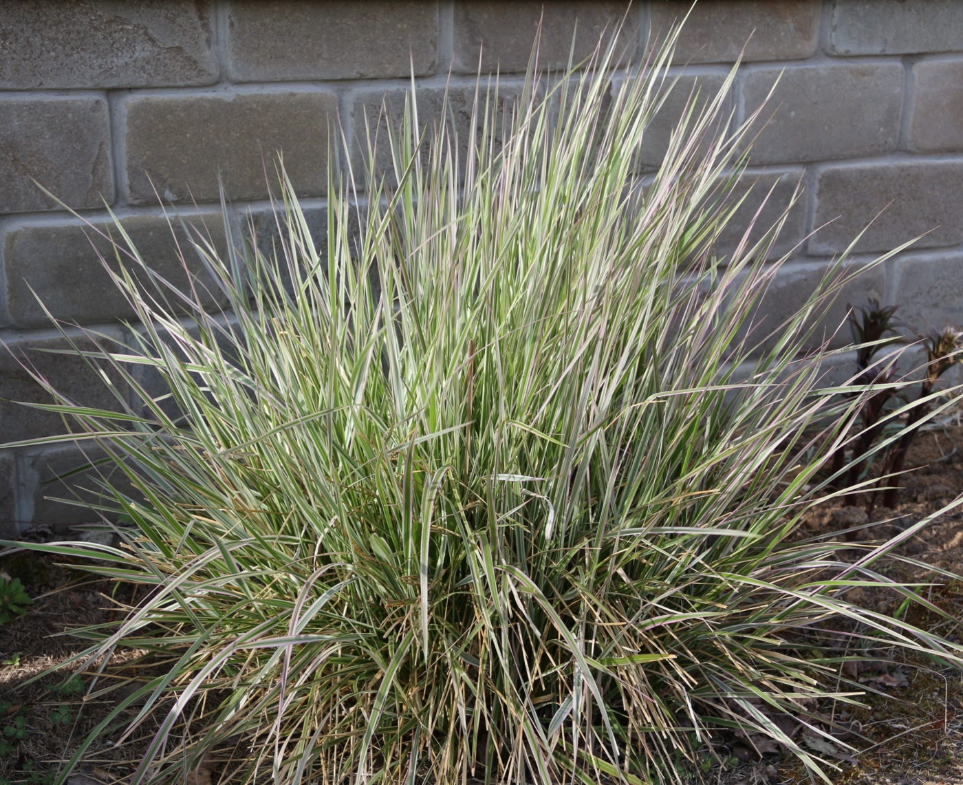 ✿Вейник `Overdam` С3