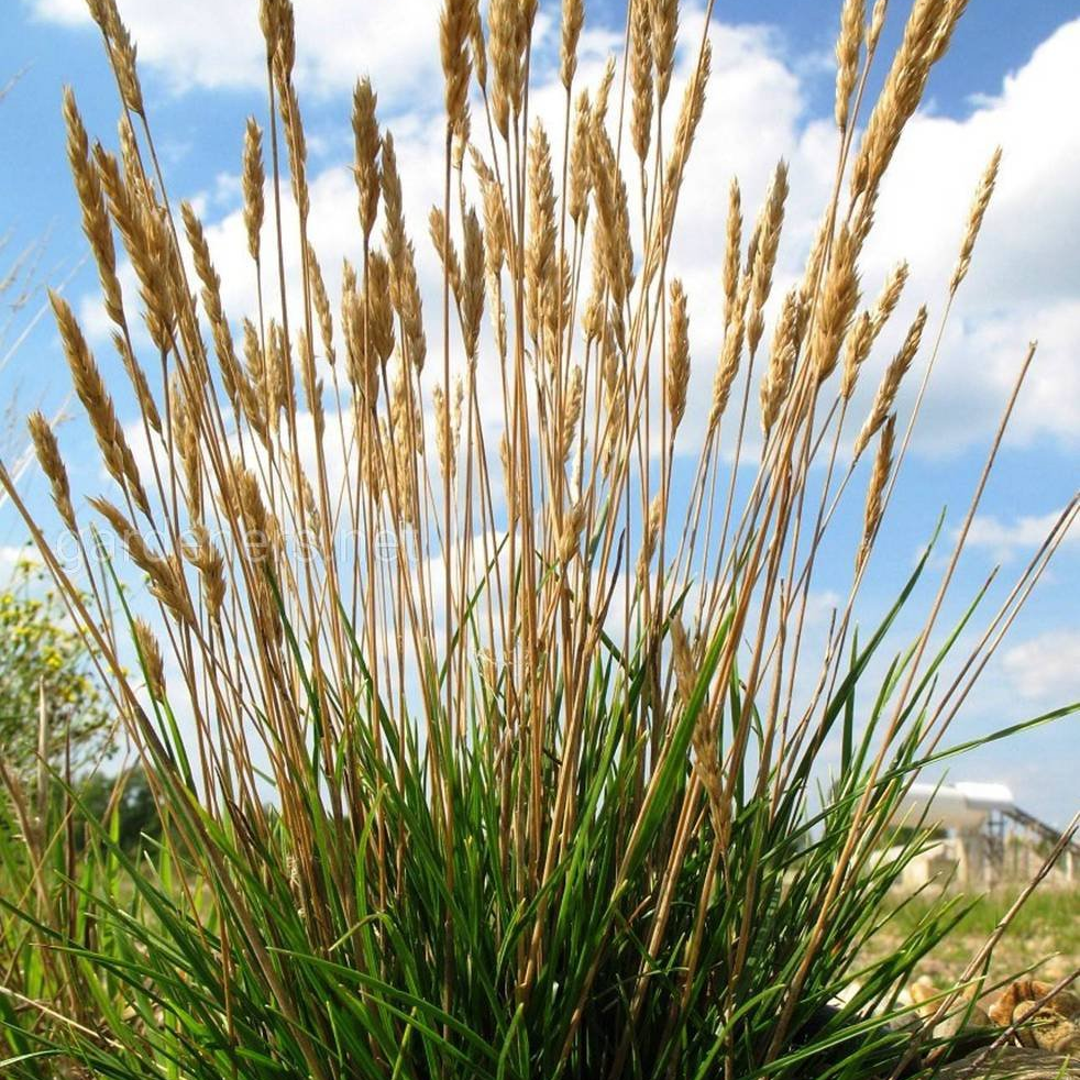 ✿Тонконог (келерия) сизый `Coolio` C3