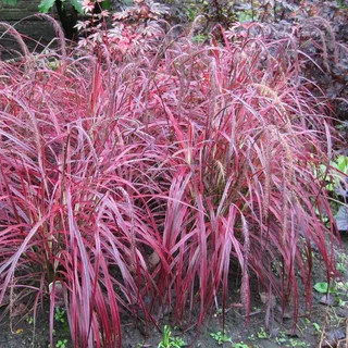 ✿Мискантус китайский `Purpurascens` C3