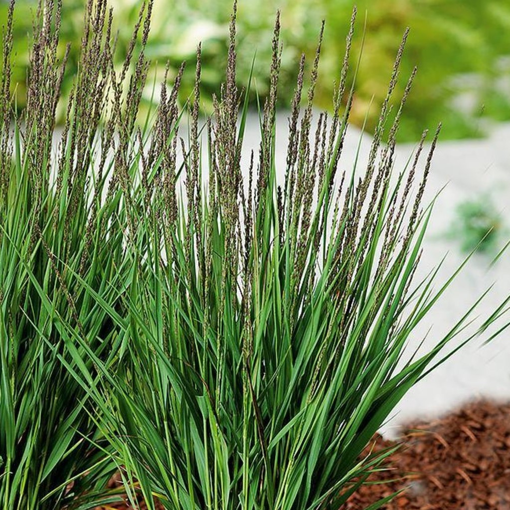 ✿Молиния Голубая `Moorhexe` C2 1ГР