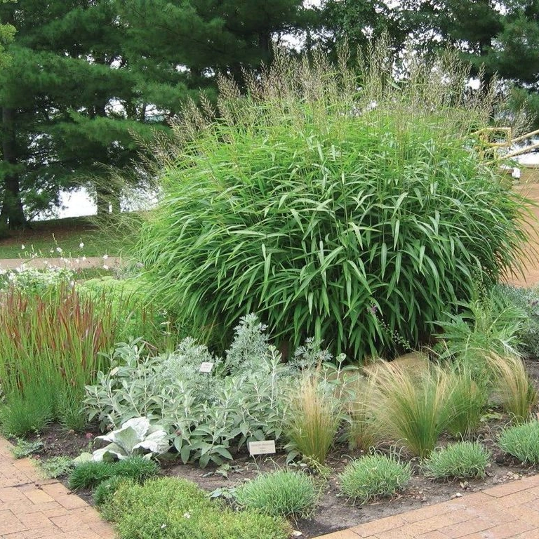 ✿Серобородник сибирский С3