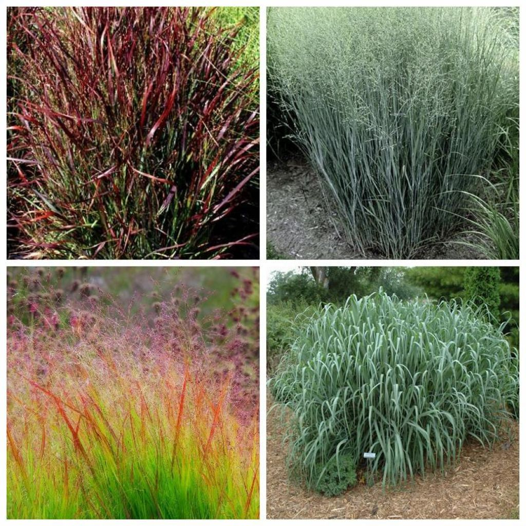 ✿Просо прутьевидное `Emerald Chief` C3