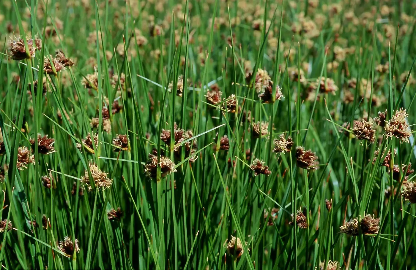 ✿Камыш озерный (Схеноплектус) `Albescens` С5
