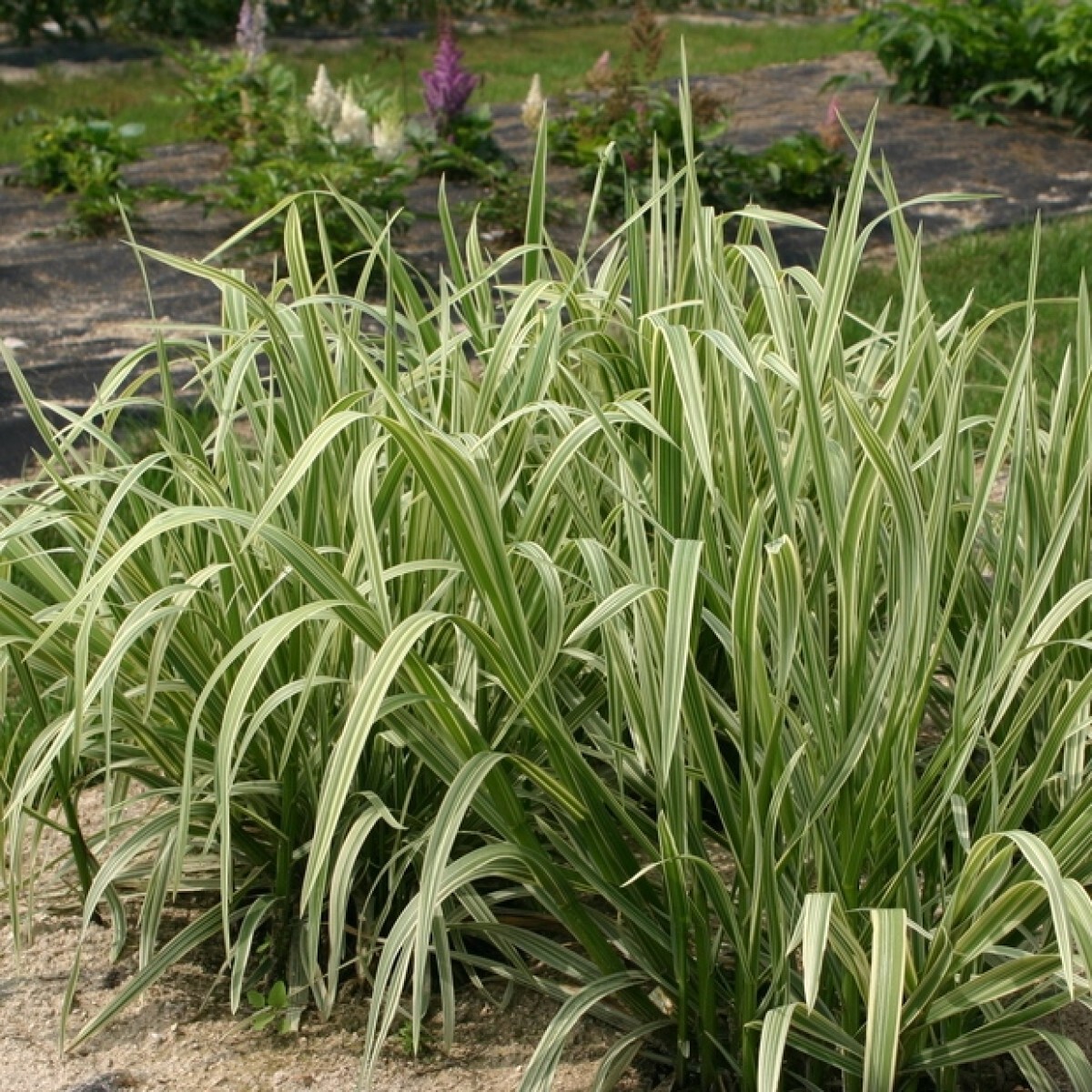 ✿Манник большой `Variegata` С3