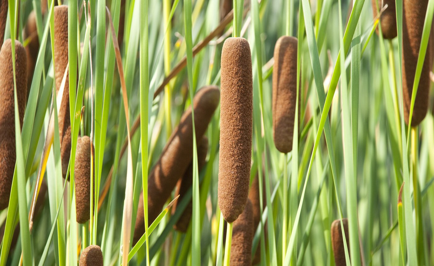 ✿Рогоз грациозный С5