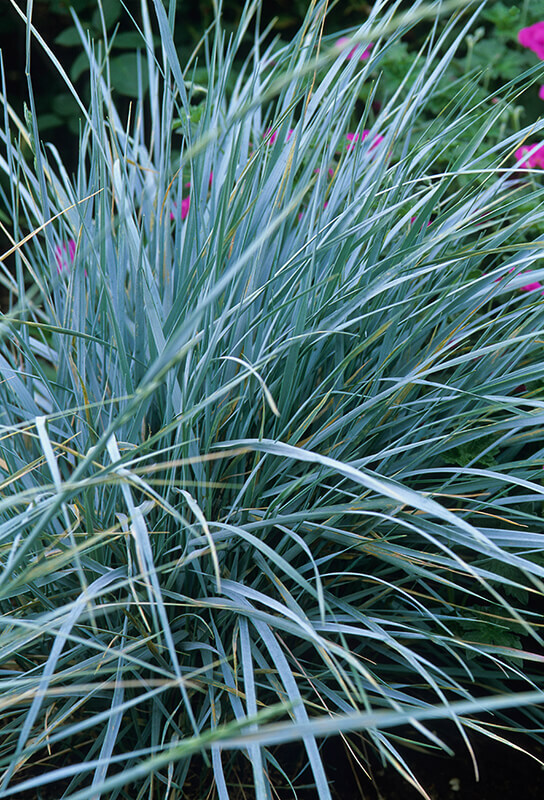 ✿Элимус песчаный С3