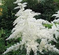 ✿Астильба Арендса `Brautschleier` C3