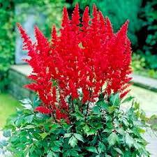 ✿Астильба Арендса `Fanal` С3