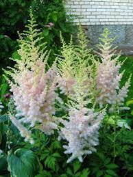 ✿Астильба китайская `Milk and Honey` C3