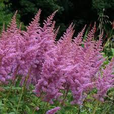 ✿Астильба китайская `Hearth and Soul` C3