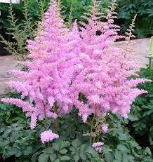 ✿Астильба Арендса `Hyazinth` C3