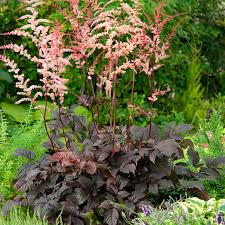 ✿Астильба гибридная `Chocolate Shogun` C3