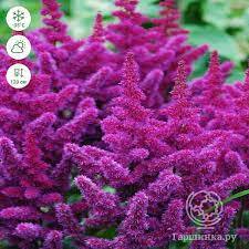 ✿Астильба китайская `Purple Glory` C3