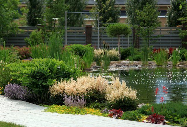 ✿Астильба в ассортименте С3