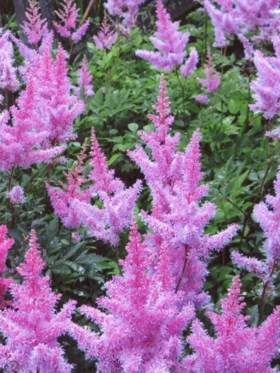 ✿Астильба Арендса `Ametyst` C3