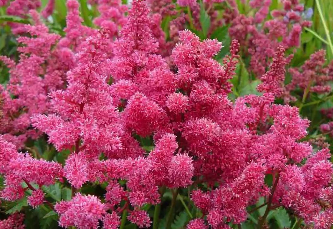 ✿Астильба японская `Bonn` C3