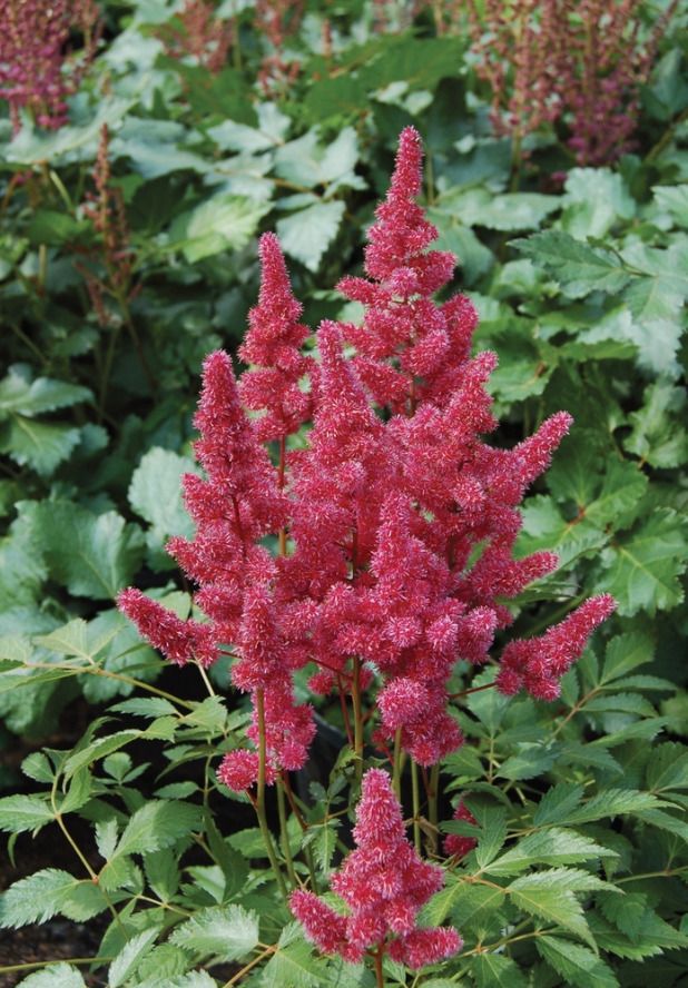 ✿Астильба японская `Bremen` C3