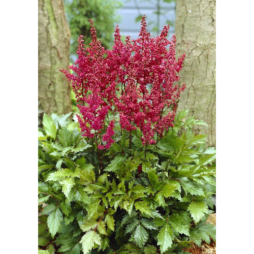 ✿Астильба японская `Elizabeth` C3