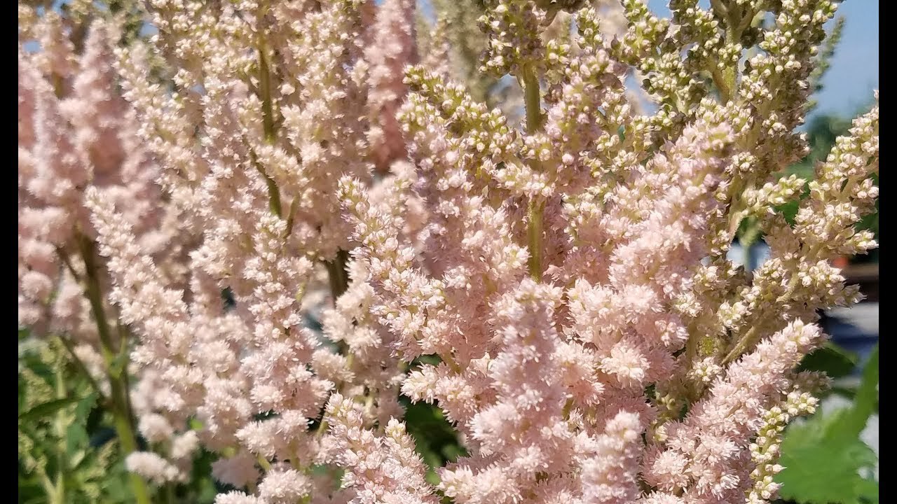 ✿Астильба китайская `Vision Inferno` C3