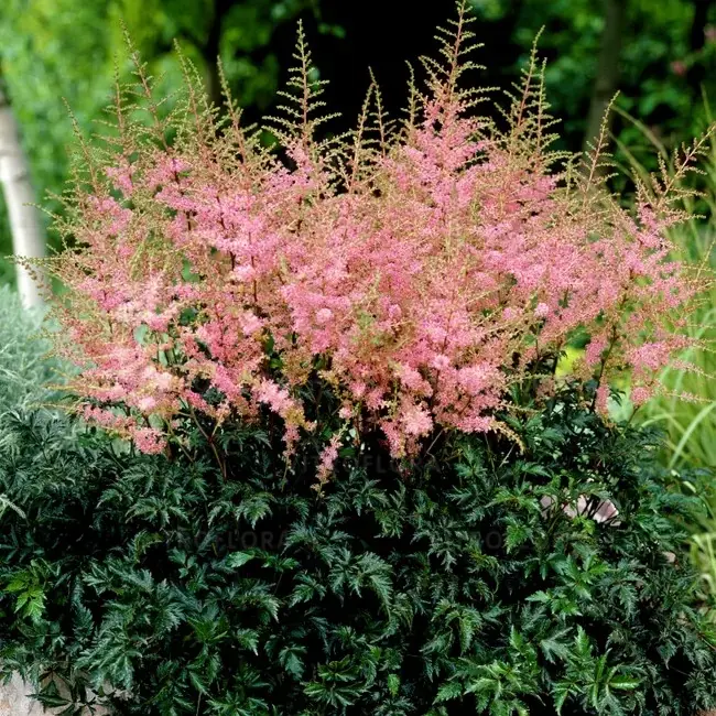 Астильба простолистная `Hennie Graafland` C3