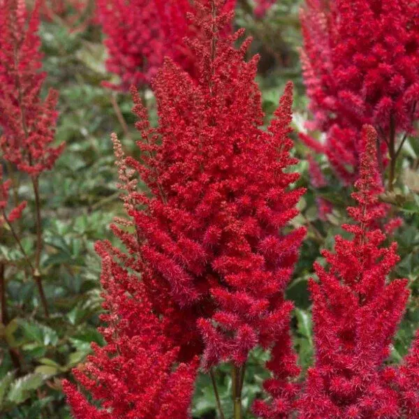 ♛Астильба китайская Красный Небоскреб (Red Skyscraper) C2/C3