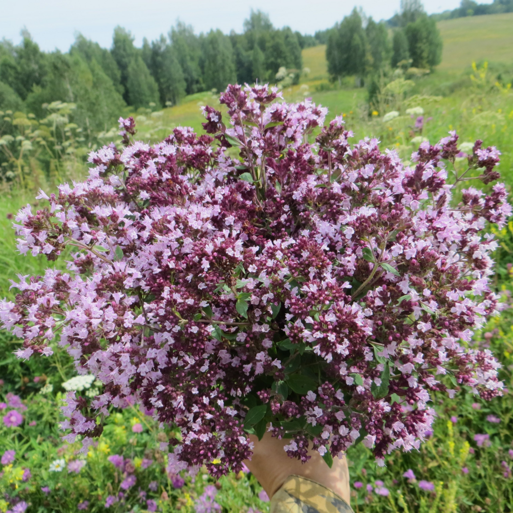 ★Душица обыкновенная С3