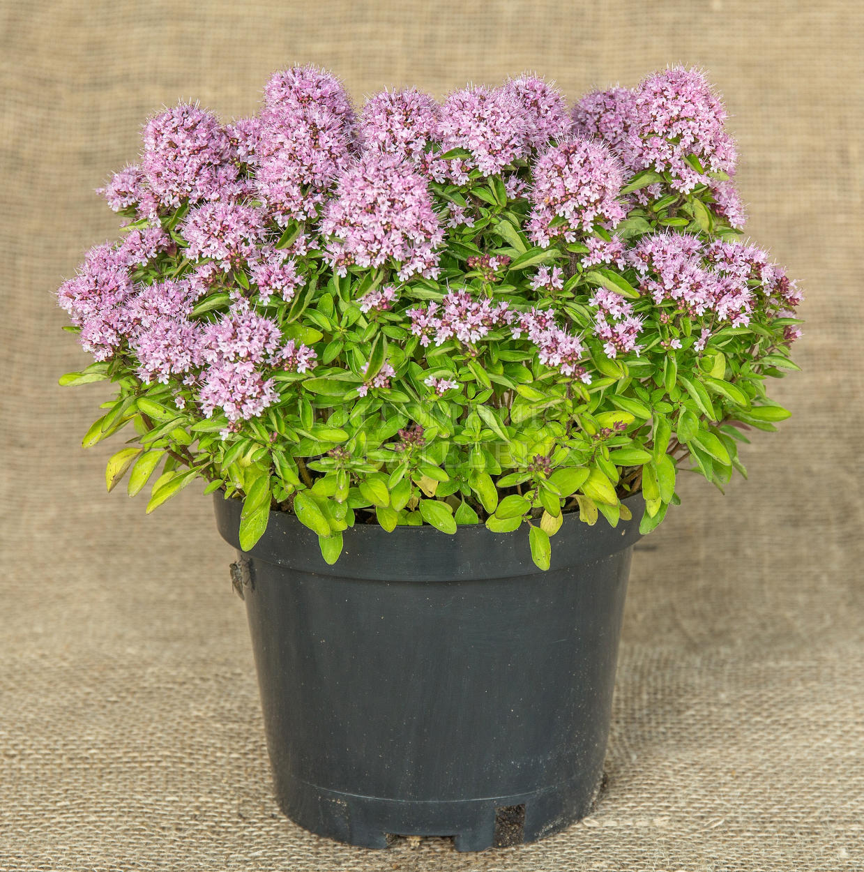 ✿Душица `Compactum` C3