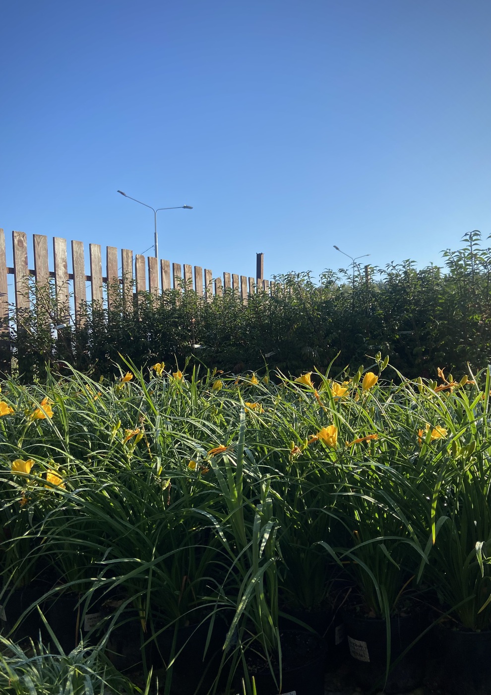 ✿Лилейник `Stella De Oro` С3