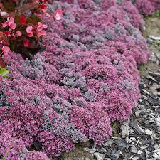 ✿Очиток наутесный `Лидакензе` С3