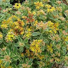 ✿Очиток камчатский `Variegatum` C3