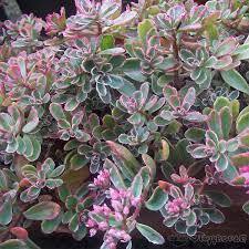 ✿Очиток ложный `Variegatum` C3