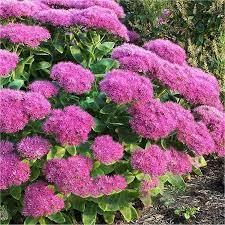 ✿Очиток видный `Brilliant` С3