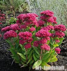 ✿Очиток видный `Carl` С3