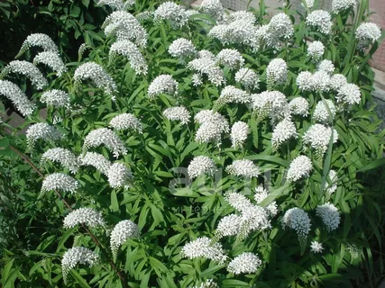 ✿Вербейник клетровидный С3