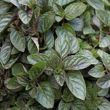 ✿Мята перечная `Chocolate` C3