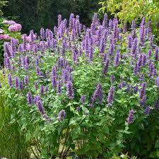 ✿Мята мексиканская С3