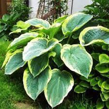 ✿Хоста Зибольда `American Halo` C3