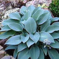 ✿Хоста `Halcyon` С3