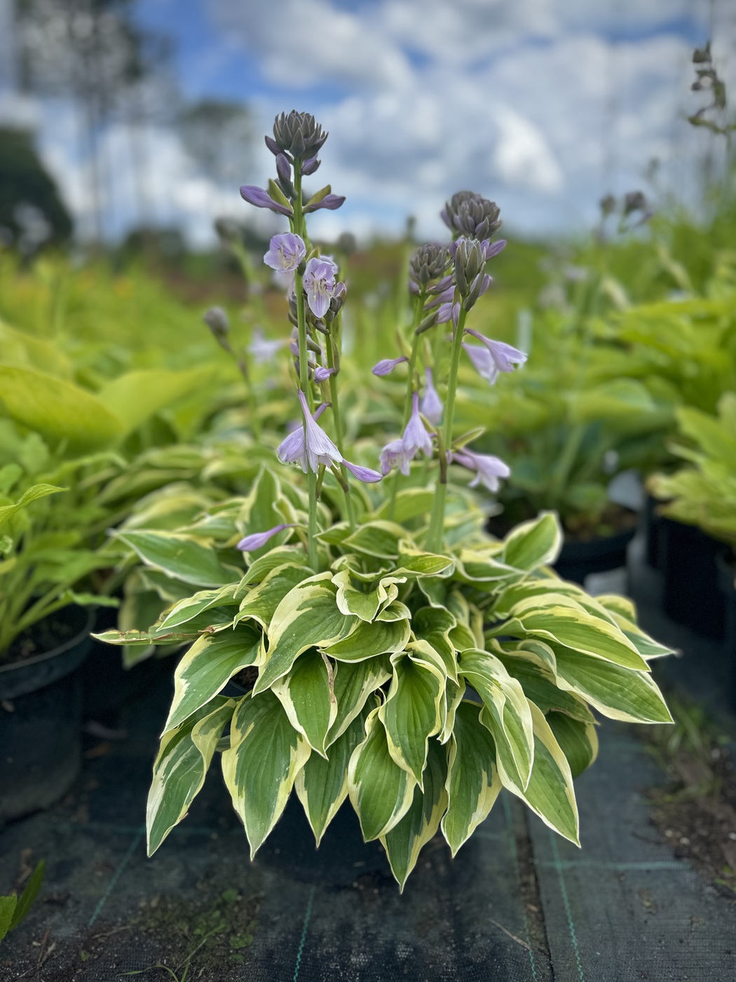 ✿Хоста гибридная С25