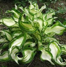 ✿Хоста волнистая `Mediovariegata` C3