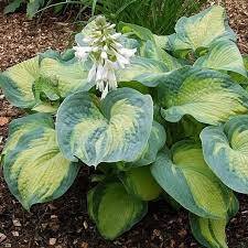 ✿Хоста гибридная `Color Glory` C3