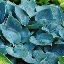 ✿Хоста гибридная `Fragrant Blue` C3