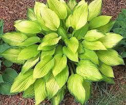 ✿Хоста гибридная `Gold Standart` C3