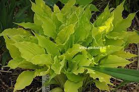 ✿Хоста гибридная `Marrakesh` C3