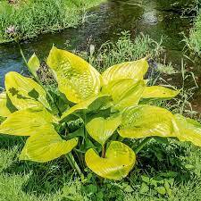 ✿Хоста гибридная `Sum and Substance` C3