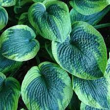 ✿Хоста гибридная `Tokudama Flavocircinalis` C3